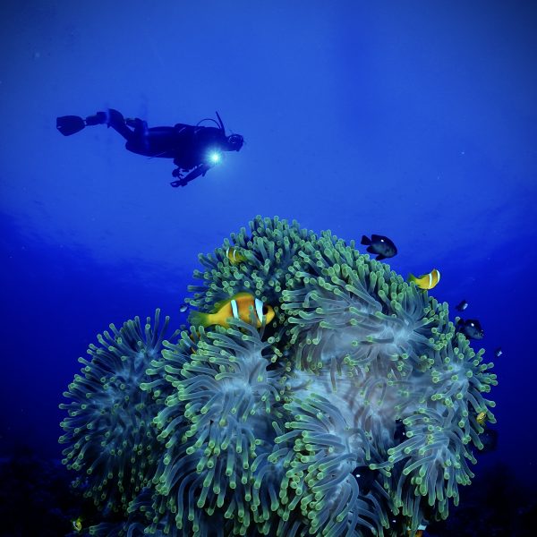 Curso PADI Advanced Open Water en Ametlla de Mar