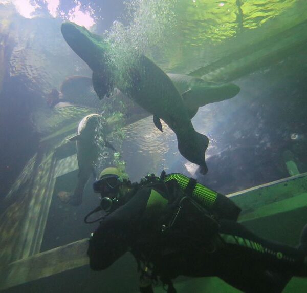 Open Water Diver en Zaragoza