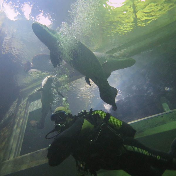 Curso de buceo en Zaragoza